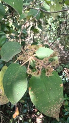 Miconia umbellata, photograph (c) Mario Guzmán, some rights reserved (CC BY)