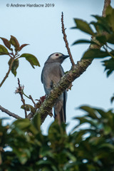 Dicrurus leucophaeus leucogenis