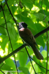 Terpsiphone atrocaudata