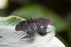 Papilio schmeltzi