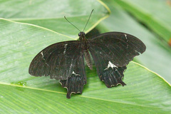 Papilio schmeltzi