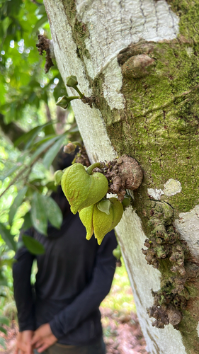 Annona muricata observed 2025-07-28
