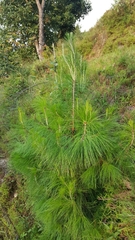 Pinus wallichiana