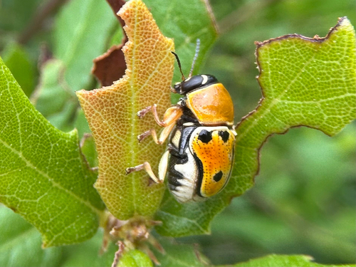 Griburius larvatus photo 4