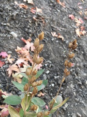 Penstemon platyphyllus