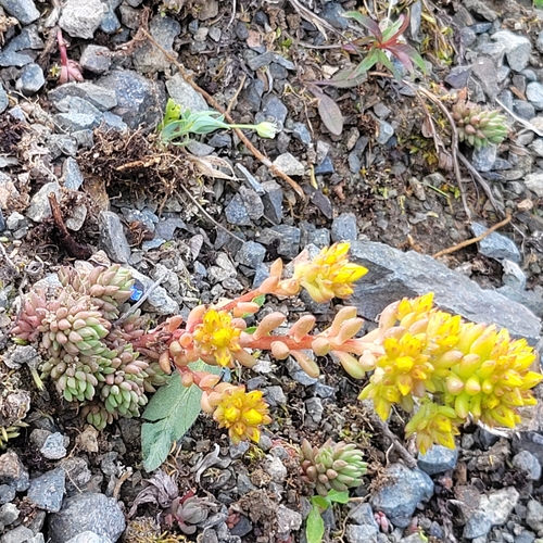 Lanceleaf Stonecrop