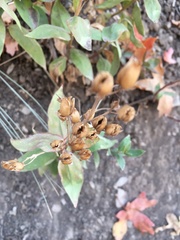 Penstemon platyphyllus