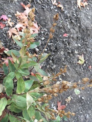 Penstemon platyphyllus