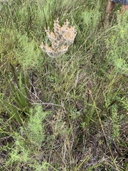 Lachnanthes caroliniana image