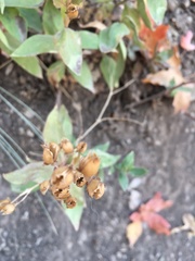 Penstemon platyphyllus