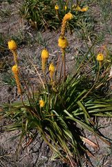 Bulbinella latifolia