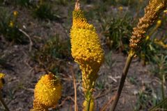 Bulbinella latifolia