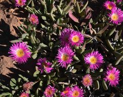 Carpobrotus quadrifidus