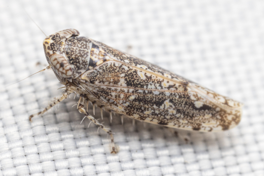 Dixianus utahnus