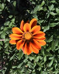 Gazania heterochaeta