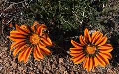 Gazania leiopoda