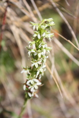 Platanthera elegans elegans