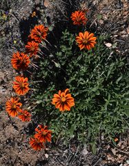 Gazania leiopoda