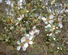 Leptospermum coriaceum