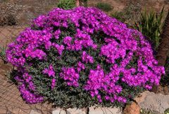 Lampranthus otzenianus