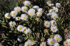 Carpobrotus quadrifidus