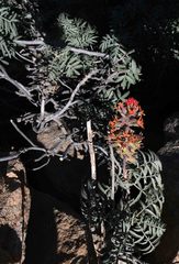 Melianthus pectinatus