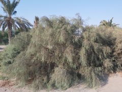 Tamarix aucheriana