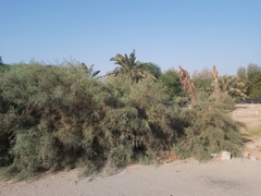 Tamarix aucheriana