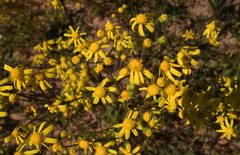 Senecio cardaminifolius