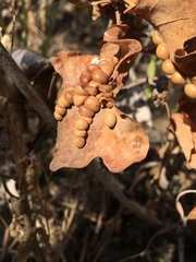 Xanthoteras eburneum