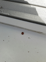 Coccinella septempunctata