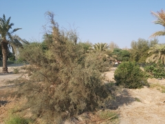 Tamarix aucheriana