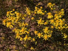 Senecio cardaminifolius