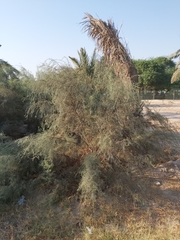 Tamarix aucheriana