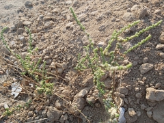 Caroxylon imbricatum