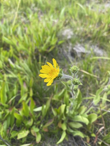 tacky goldenweed (Pyrrocoma hirta)