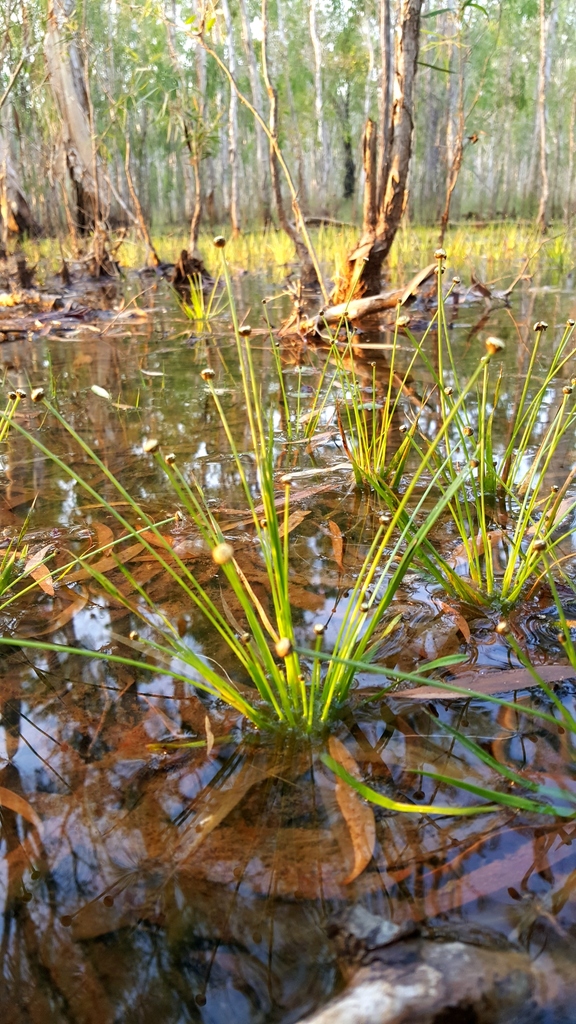 Eriocaulon depressum