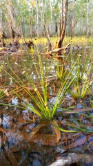 Eriocaulon depressum