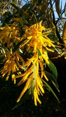 Acacia leptocarpa
