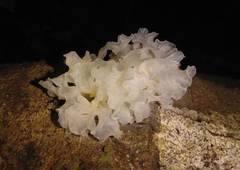 Tremellomycetes