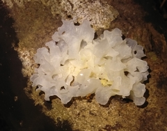 Tremellomycetes