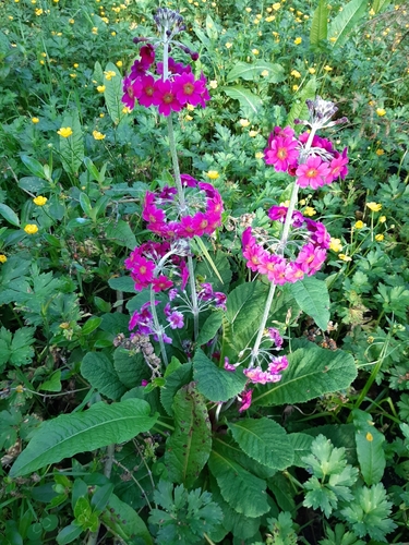 Image of Primula pulverulenta by (c) Colin Meurk, some rights reserved (CC BY-SA)