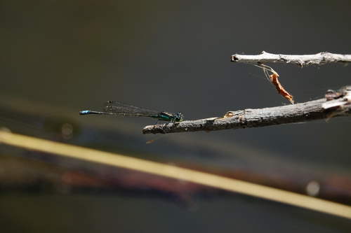 iNaturalist observation photo of Black-fronted Forktail