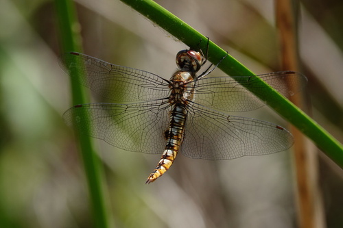 iNaturalist observation photo of Spot-winged Glider