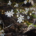 Prickly Waxflower - Photo (c) davidsando, some rights reserved (CC BY-NC), uploaded by davidsando