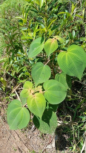 Miconia umbellata, photograph 5