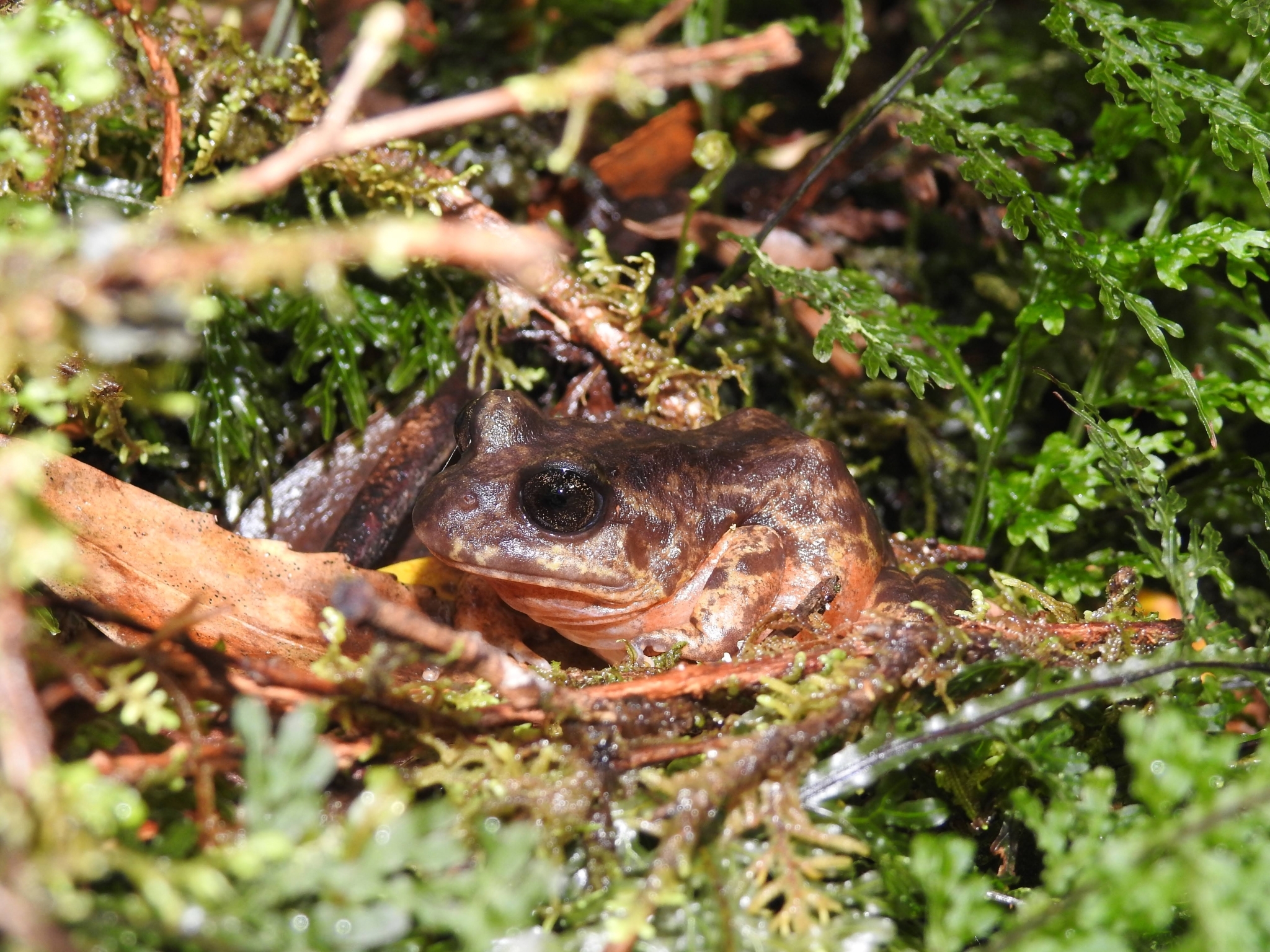 Eupsophus emiliopugini Formas, 1989