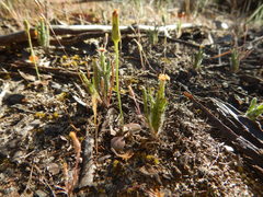 Podotheca angustifolia