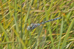 Aeshna canadensis