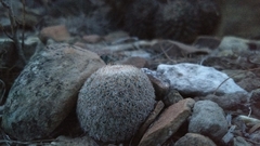Epithelantha greggii